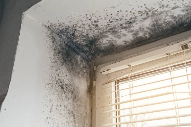 Affordable Mold Removal solutions in West Point, GA